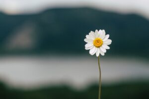 daisy, flower, lake
